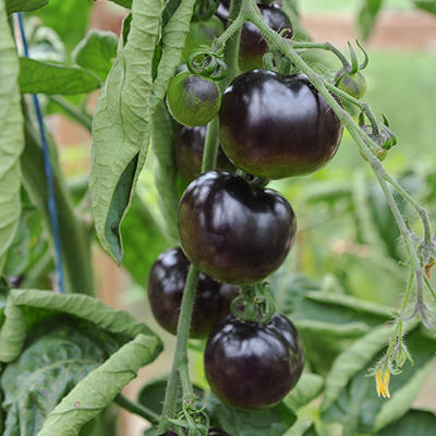 tomaat-black-cherry-donkerode-aperitieftomaat-(Solanum-lycopersicum-var.-Black-Cherry)