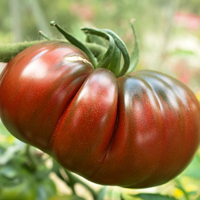 tomaat-zwarte-vleestomaat-(Solanum-lycopersicum-Noire-Crimee)