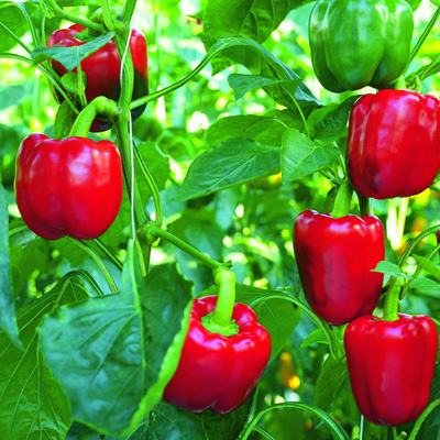 paprika-blokpaprika (Capsicum-annuum-Bontempi-F1) paprika-blokpaprika (Capsicum-annuum-Bontempi-F1)