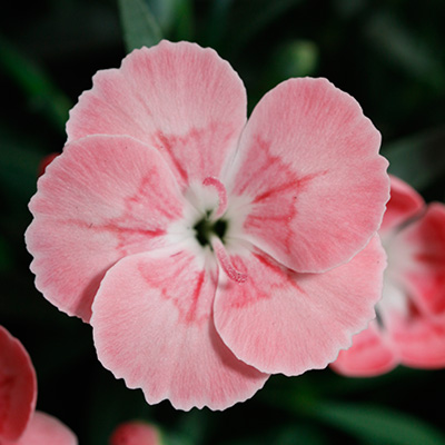 anjer (Dianthus Peach Party)