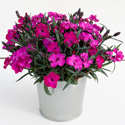 anjer (Dianthus Scully<sup>®</sup>)