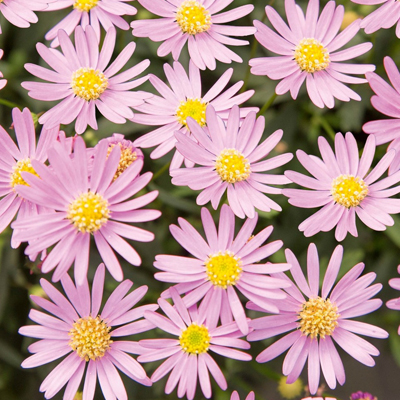 australisch madeliefje (Brachyscome-x-multifida-Delight-Pink)