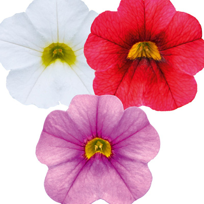 mini-petunia 3 in 1 (Calibrachoa-cultivars-Calita®-Compact-Trio-Scarlet-Red-Eye-Dark-Blue-White)