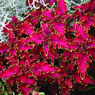 Колеус red coral фото