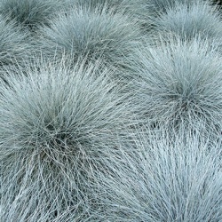 _blauw-zwenkgras-festuca-ovina-elijah-blues