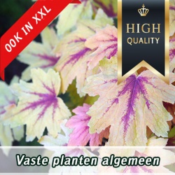 _vaste-planten_high
