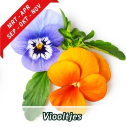 _viooltjes2