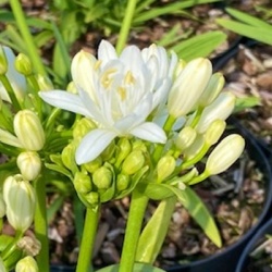afrikaanse-lelie-agapanthus-africanus-double-diamonds