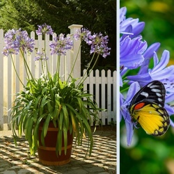 afrikaanse-lelie-agapanthus-blue