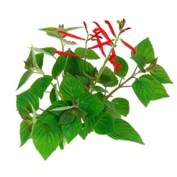 ananassalie-salvia-elegans-scarlet-pineapple