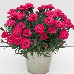 anjer-dianthus_early-love