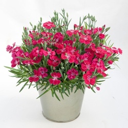 anjer-dianthus_pillow_red