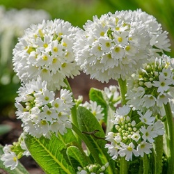 balprimula-primula-denticulata-alba