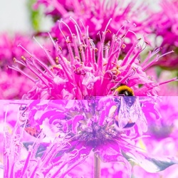 bergamotplant_monarda-pink-lace_pbr-eu20650