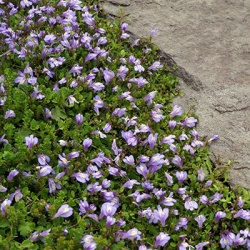 blauwe-mazus-mazus-reptans-albus