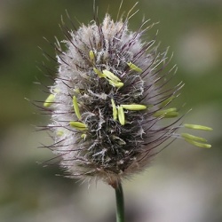 blauwgras_sesleria-heuffleriana