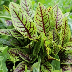 bloedzuring-rumex-sanguineus