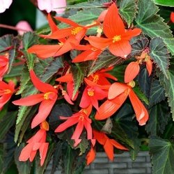 boliviaanse-begonia-begonia-boliviensis-la-paz-f1-oranges