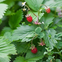 bosaardbei-fragaria-vesca
