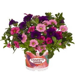 calibrachoa-mix-confetti-garden-hawaiian-flamingo
