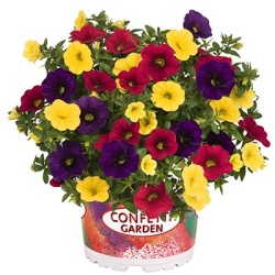 calibrachoa-mix-confetti-garden-hawaiian-hilo