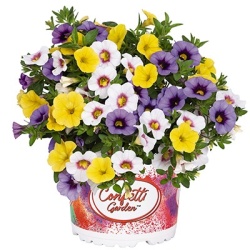calibrachoa-mix-confetti-garden-hawaiian-mahalo