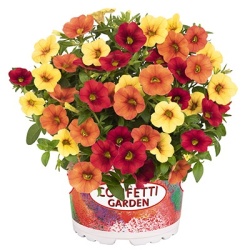 calibrachoa-mix-confetti-garden-hawaiian-summer