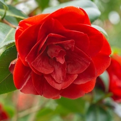 camelia_camellia-japonica-rood-rouge