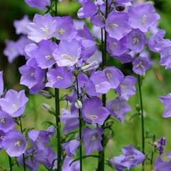 campanula-persicifolia-takion-f1-blue
