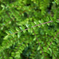 chinese-kamperfoelie--lonicera-nitida-maigruns