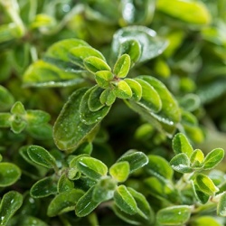 compacte-oregano-origanum-vulgare-compactum