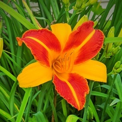 daglelie-hemerocallis-eenie-allegro