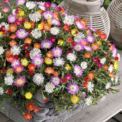 delosperma-jewel-of-desert-mix_432854917