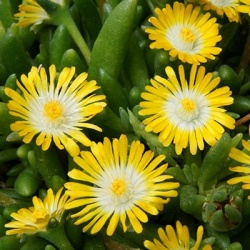 delosperma-jewel-of-desert-peridot