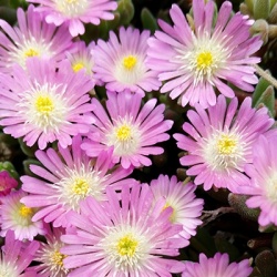 delosperma-jewel-of-desert-rosequartz