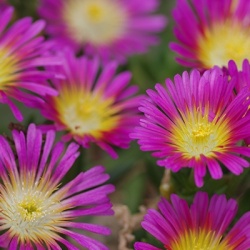 delosperma-wheels-of-wonder-hot-pink