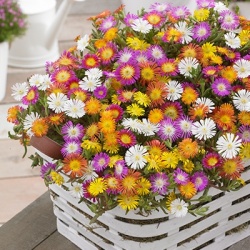 delosperma-wheels-of-wonder-mix