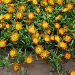 delosperma-wheels-of-wonder-orange-wonder