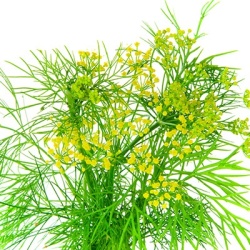 dille-anethum-graveolens
