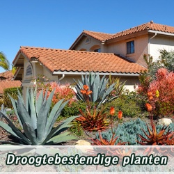 droogtebestendige-planten