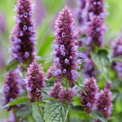 dropplant_agastache-beelicious-purple-agapd-pbr-eu-20180551