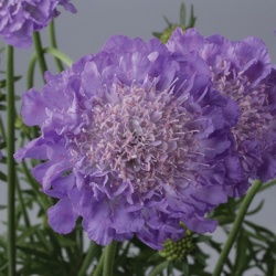 duifkruid-scabiosa-columbaria-mariposa-blueflorensis