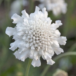 duifkruid_scabiosa-col-fluttertm-pure-white