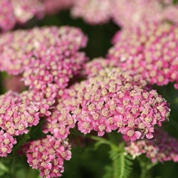 duizendblad-achillea-millefolium-licht-roze