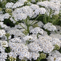 duizendblad-achillea-millefolium-white-beauty