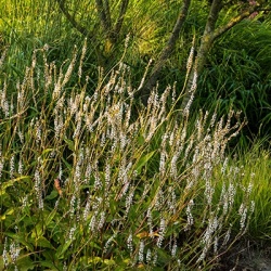 duizendknoop-persicaria-amplexcaulis-alba