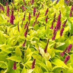 duizendknoop-persicaria-amplexicaulis-golden-arrow