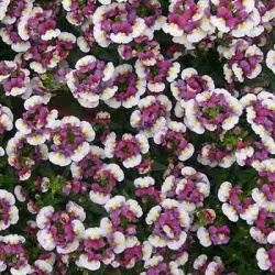 elfenspiegel_nemesia-fruticans-nuvo-purple-bicolour