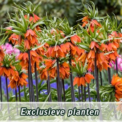 exclusieve-planten