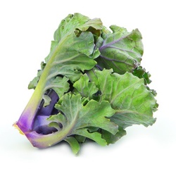 flower-sprout-brassica-oleracea-flower-sprout3